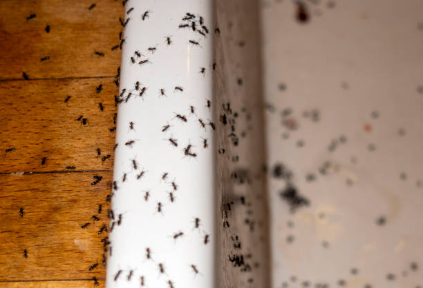 Best Pest Removal Services  in Greenfield, CA