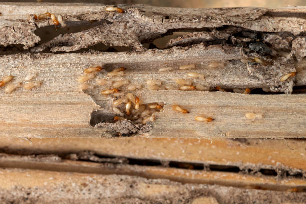 Best Pest Control Near Me  in Greenfield, CA